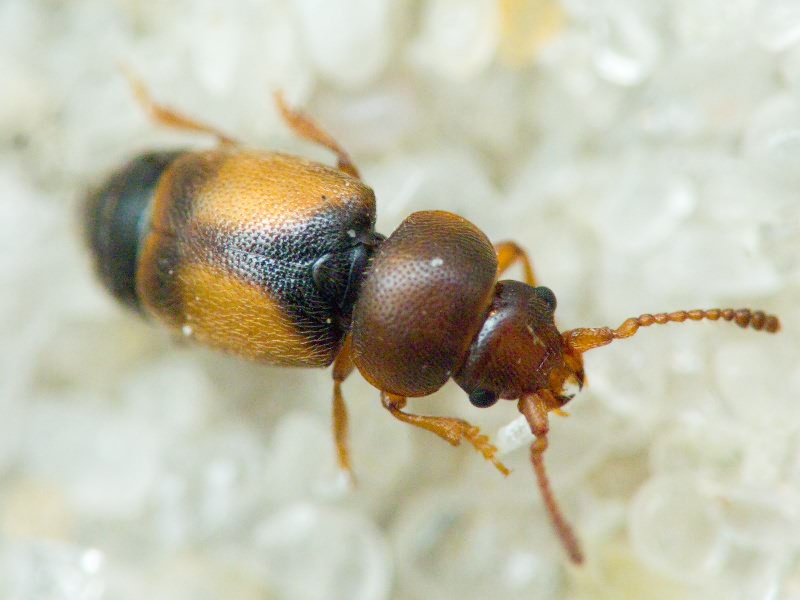 Kateretes pusillus (Thunberg, 1794)